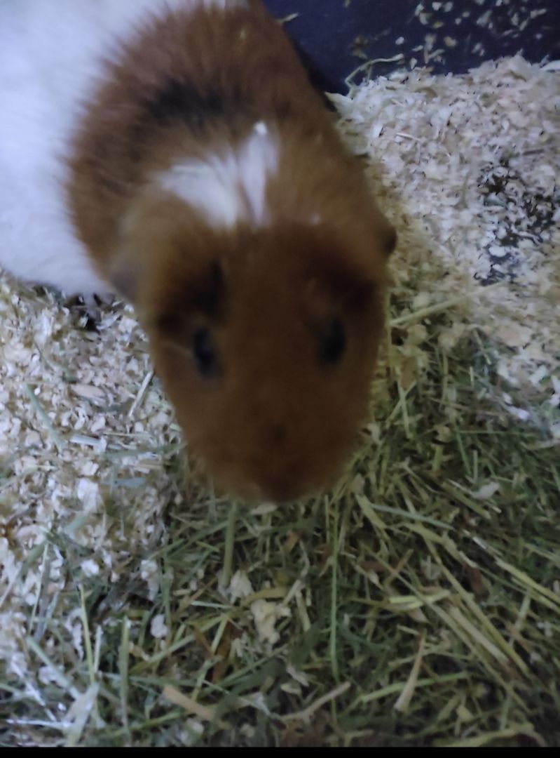 4 weibliche Meerschweinchen zu verkaufen 4 weibliche Meerschweinchen zu verkaufen