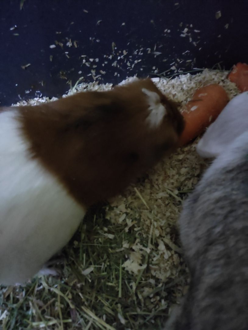 4 weibliche Meerschweinchen zu verkaufen 4 weibliche Meerschweinchen zu verkaufen