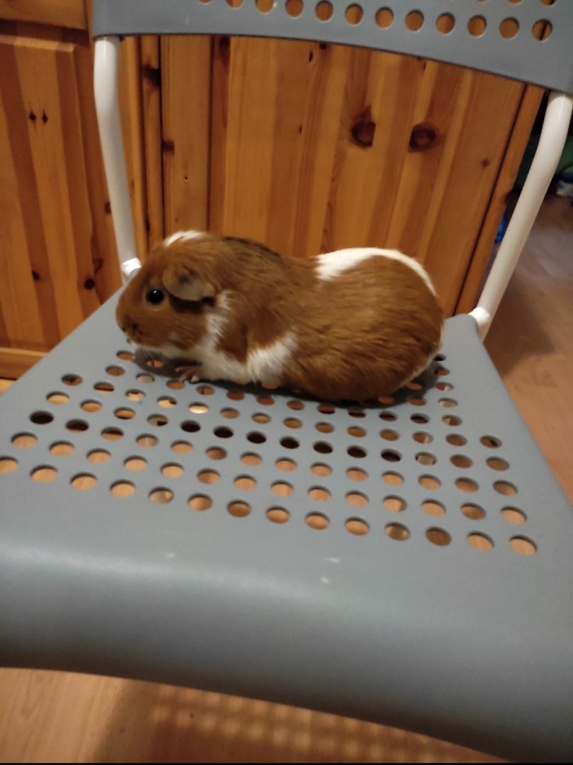 4 weibliche Meerschweinchen zu verkaufen 4 weibliche Meerschweinchen zu verkaufen
