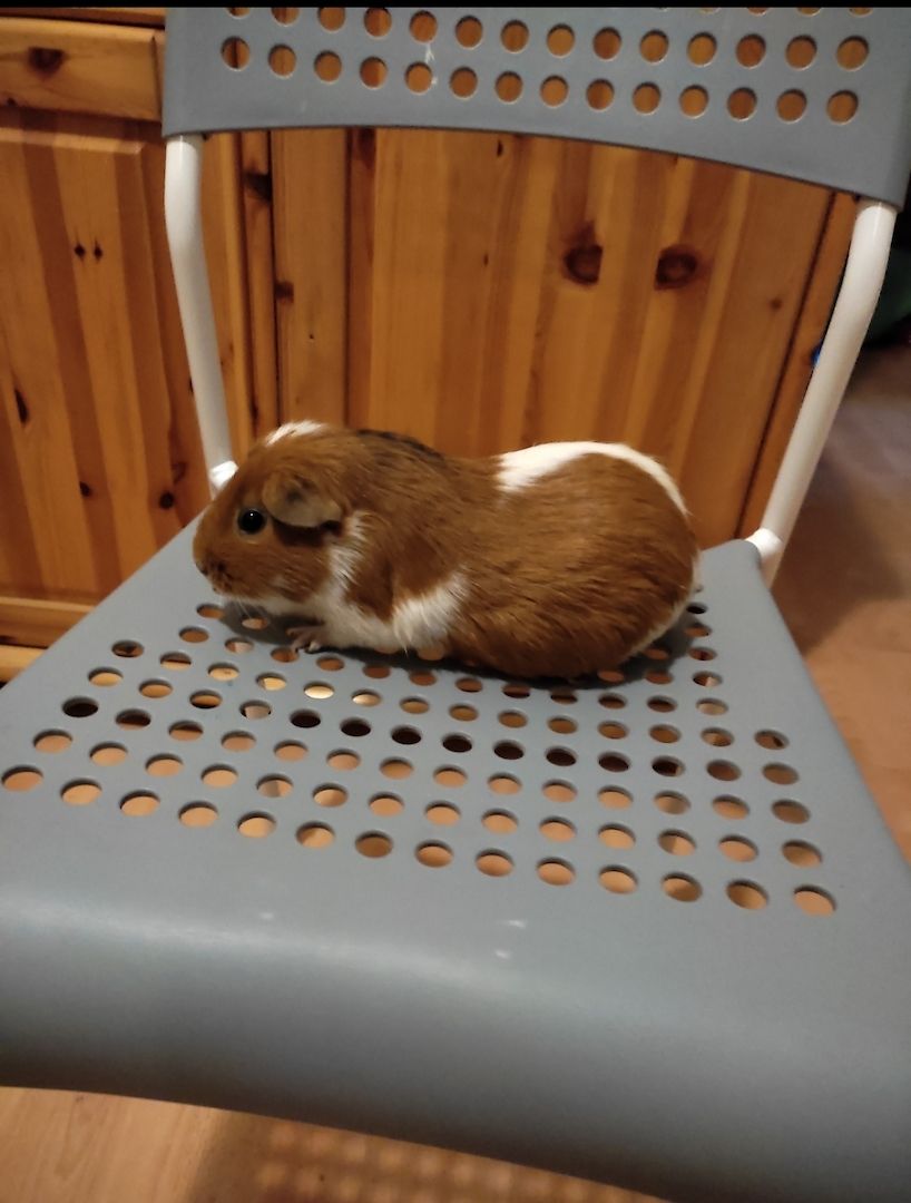 4 weibliche Meerschweinchen zu verkaufen 4 weibliche Meerschweinchen zu verkaufen