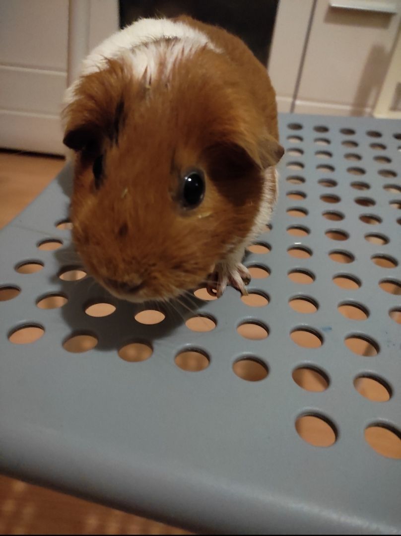 4 weibliche Meerschweinchen zu verkaufen 4 weibliche Meerschweinchen zu verkaufen