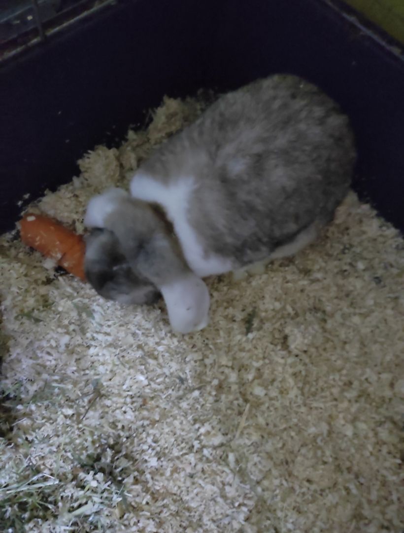 1 Kaninchen zu verkaufen