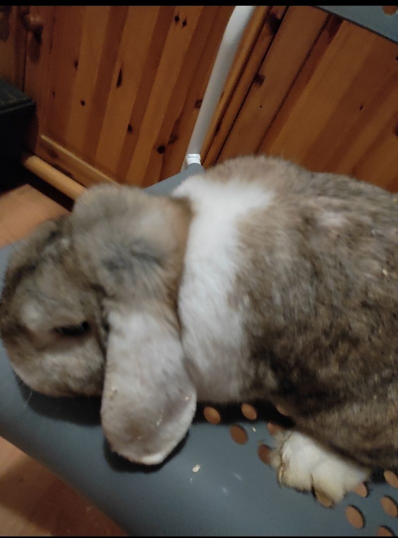 1 Kaninchen zu verkaufen