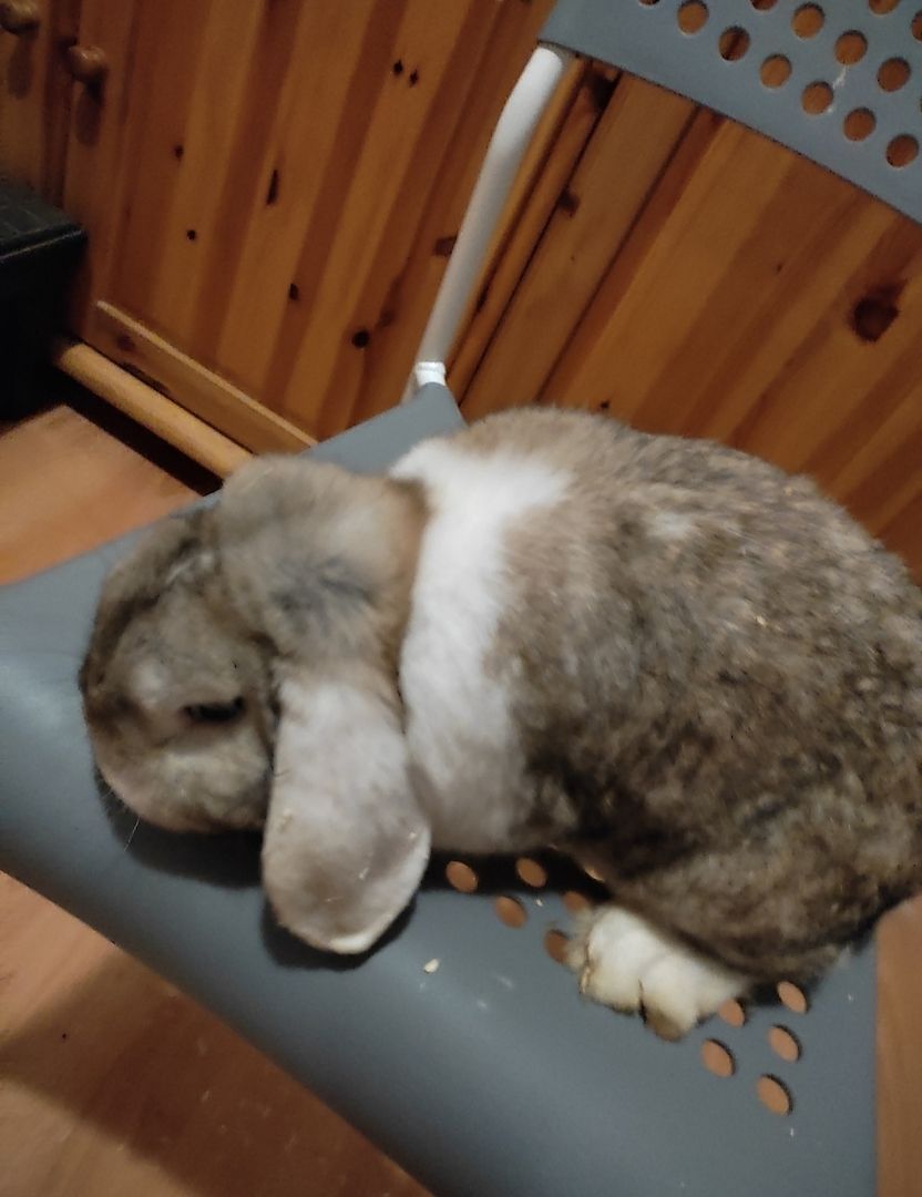 1 Kaninchen zu verkaufen