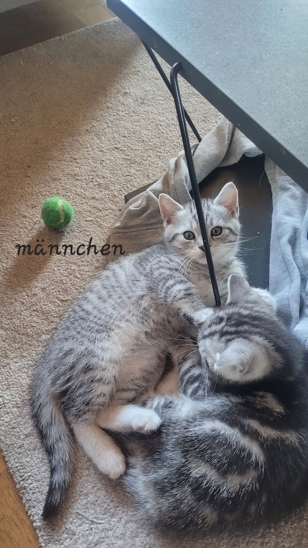 BKH- Ägyptische Mau Mix Kitten