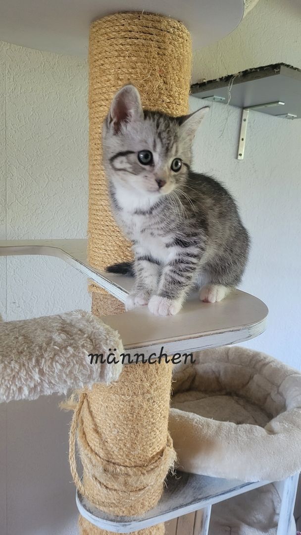 BKH- Ägyptische Mau Mix Kitten