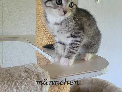 BKH- Ägyptische Mau Mix Kitten