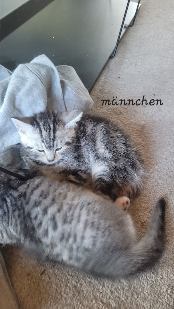 BKH- Ägyptische Mau Mix Kitten