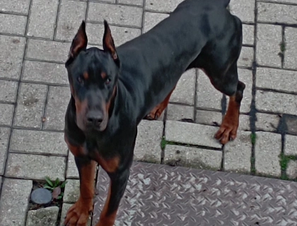 Dobermann Deckrüde