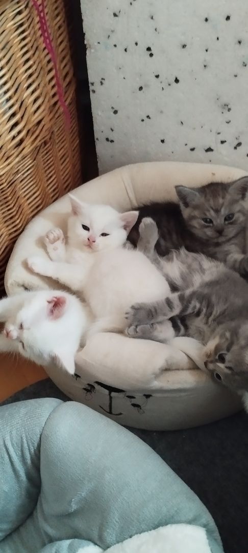 Bkh kitten mix Bkh kitten mix