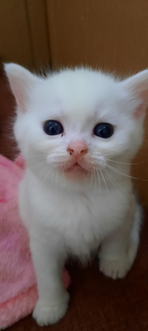 Bkh kitten mix Bkh kitten mix