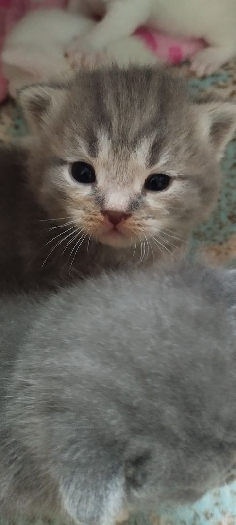 Bkh kitten mix Bkh kitten mix