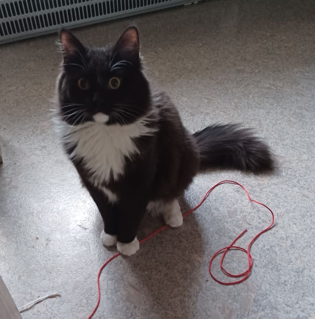 Bkh kitten mix Bkh kitten mix