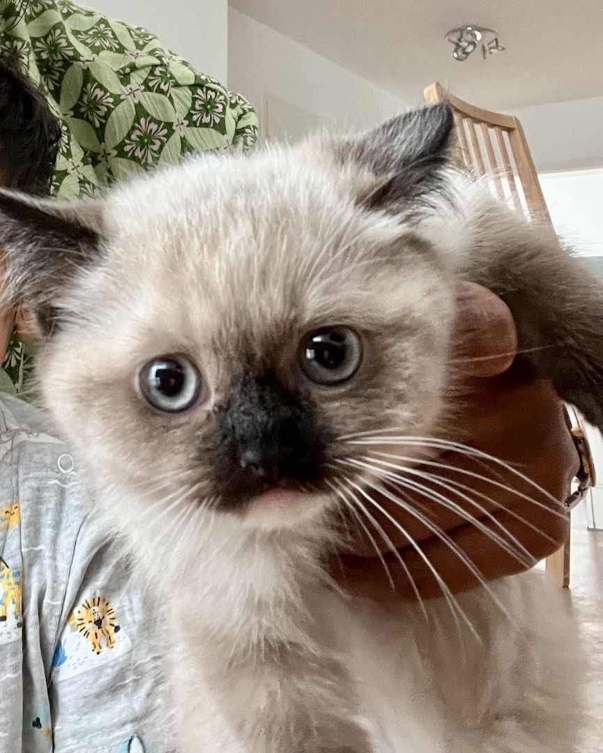 Britisch Kurzhaar (BKH) Kitten