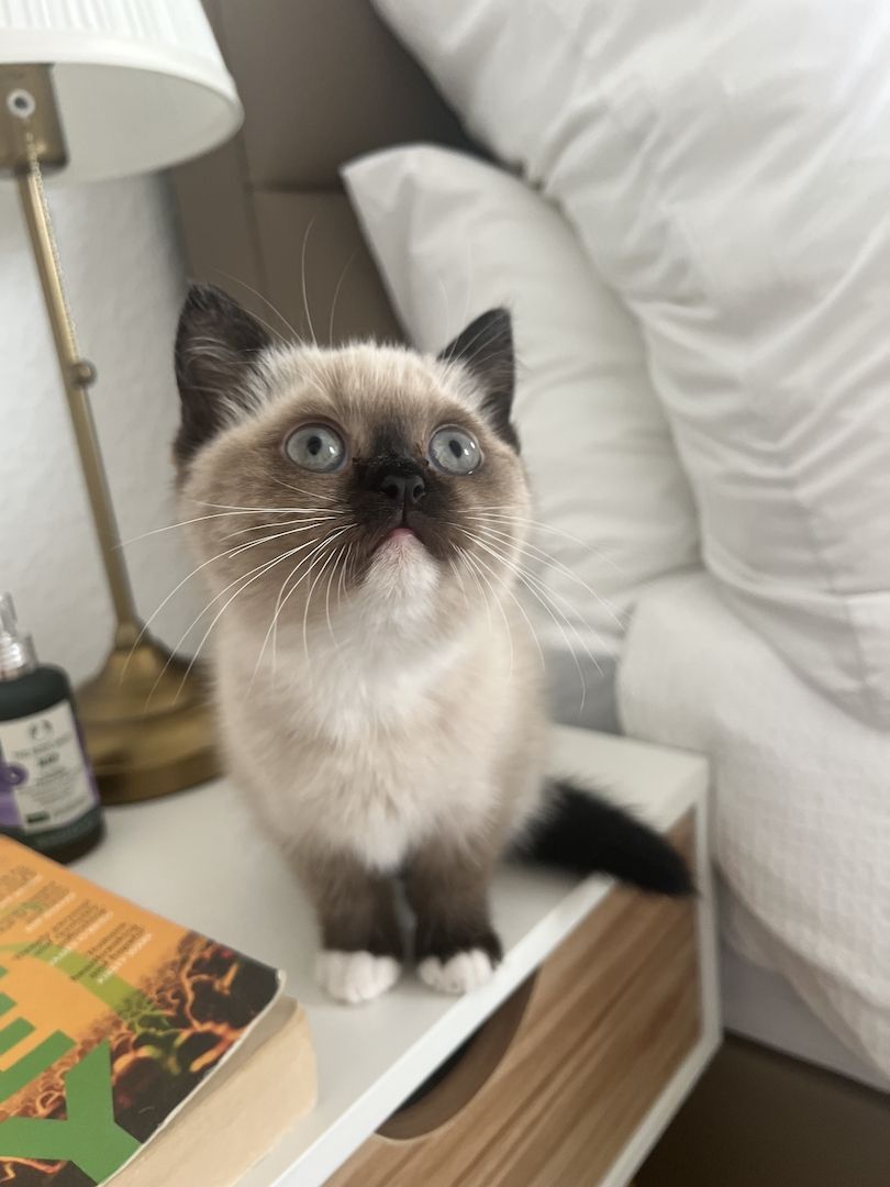 Britisch Kurzhaar (BKH) Kitten