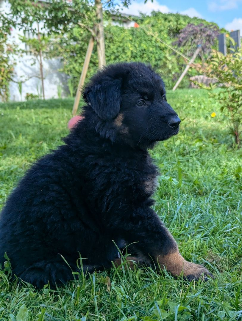 Deutscher Schäferhund Deutscher Schäferhund