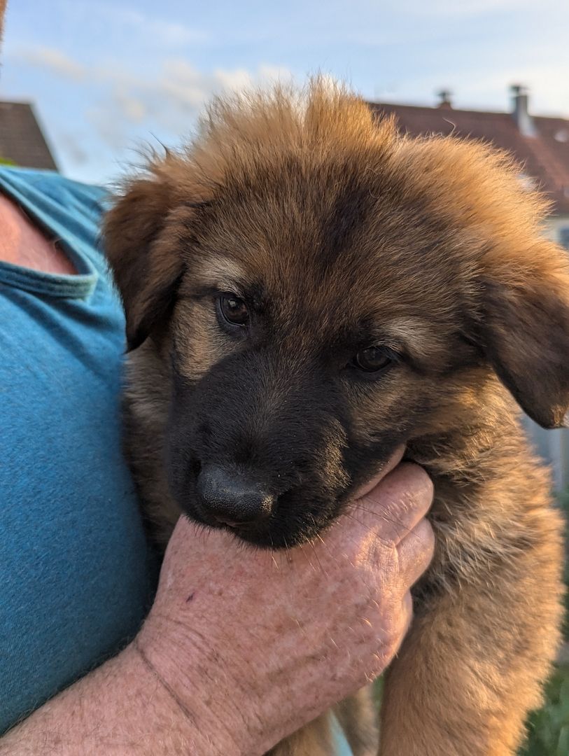 Deutscher Schäferhund Deutscher Schäferhund