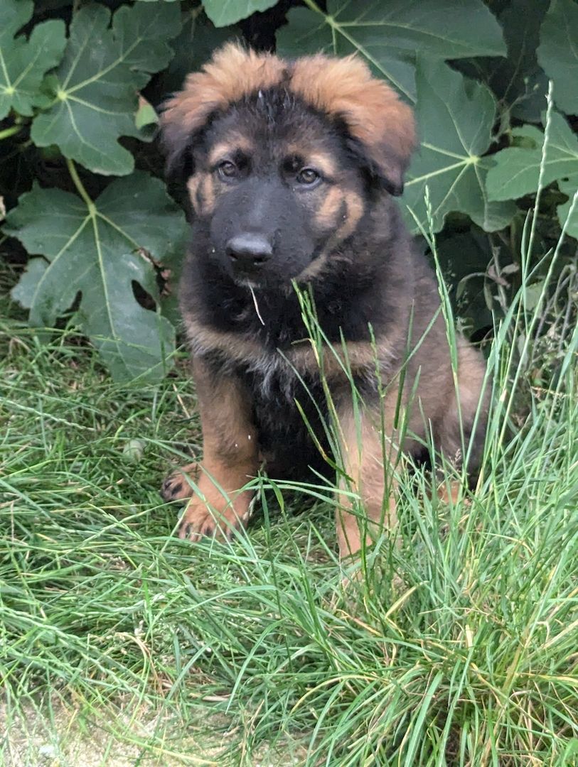 Deutscher Schäferhund Deutscher Schäferhund