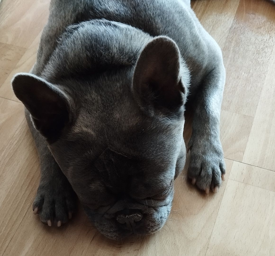 Suche dringend neues zu Hause Suche dringend neues zu Hause