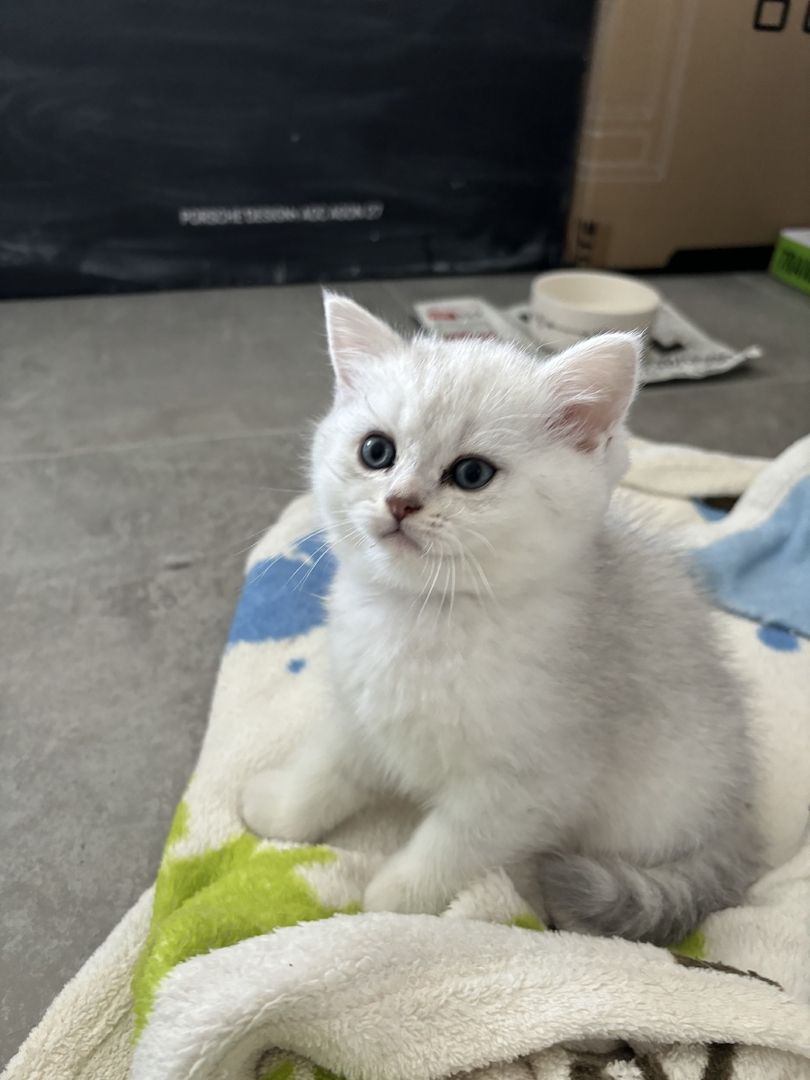 Kuschelige-liebevolle BKH Babys