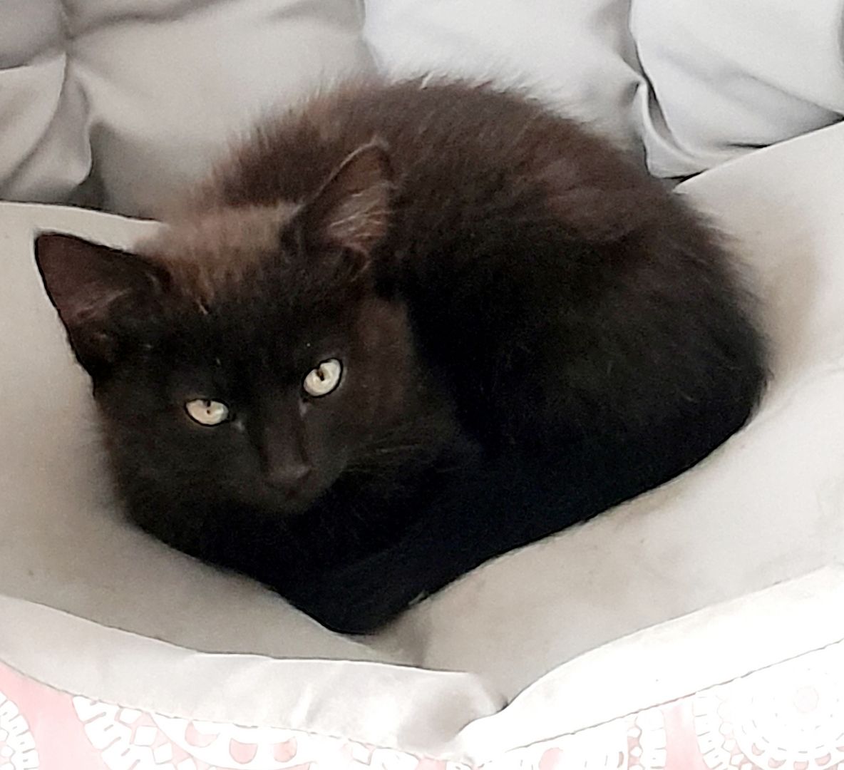 Süßes Kitten, Katzenbaby sucht ein liebevolles Zuhause Süßes Kitten, Katzenbaby sucht ein liebevolles Zuhause