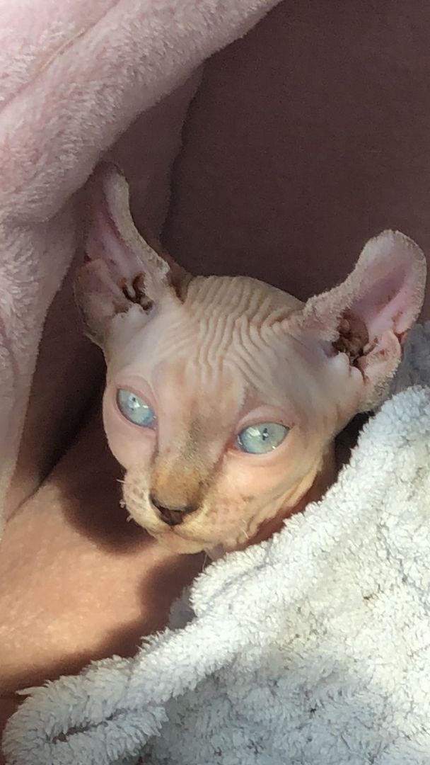 Kleine Katze 🐈 abzugeben Kleine Katze 🐈 abzugeben