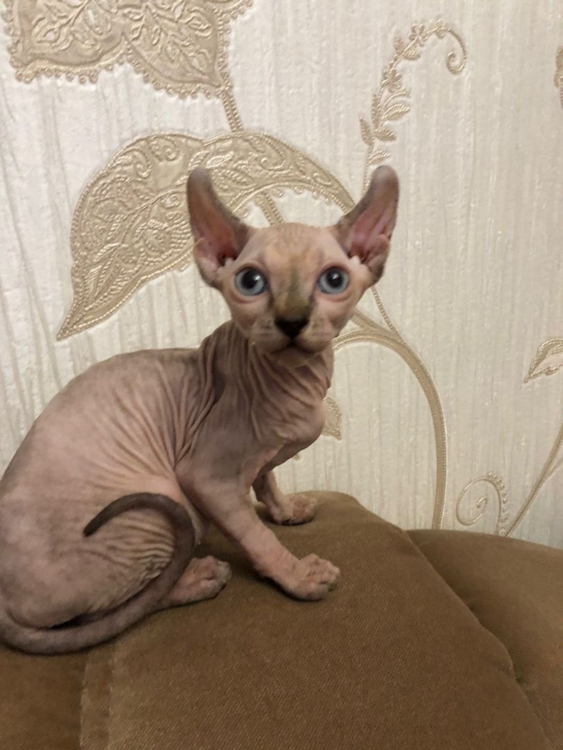 Kleine Katze 🐈 abzugeben Kleine Katze 🐈 abzugeben