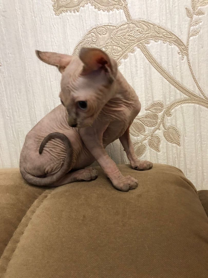 Kleine Katze 🐈 abzugeben Kleine Katze 🐈 abzugeben