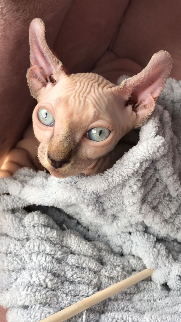 Kleine Katze 🐈 abzugeben Kleine Katze 🐈 abzugeben