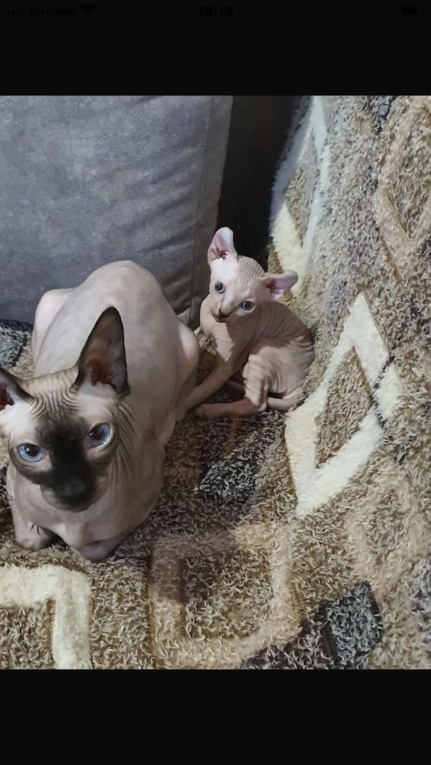 Kleine Katze 🐈 abzugeben Kleine Katze 🐈 abzugeben