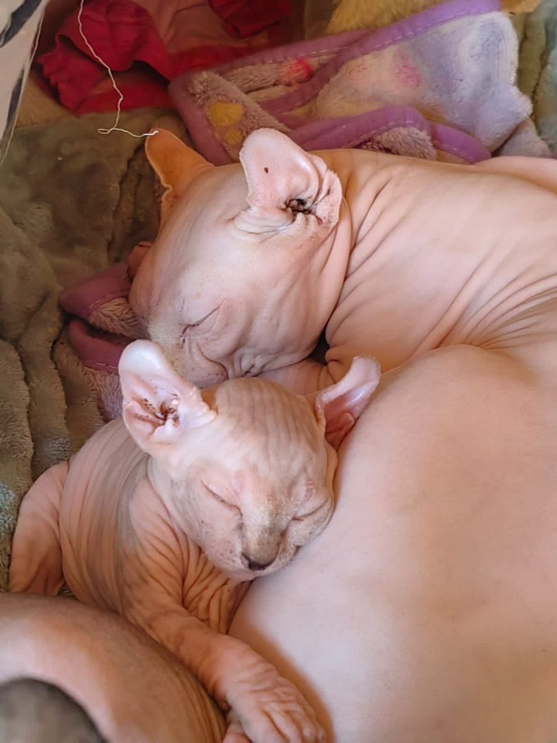 Kleine Katze 🐈 abzugeben Kleine Katze 🐈 abzugeben