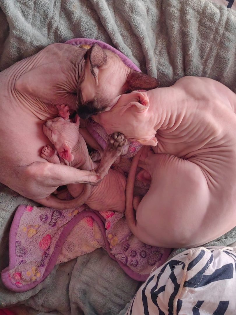 Kleine Katze 🐈 abzugeben Kleine Katze 🐈 abzugeben