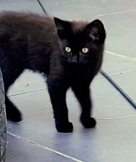Süßes Kitten, Katzenbaby sucht ein liebevolles Zuhause Süßes Kitten, Katzenbaby sucht ein liebevolles Zuhause