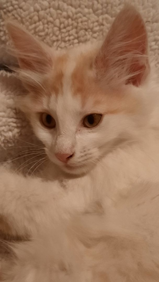 Reinrassige Türkisch Angora Kitten Reinrassige Türkisch Angora Kitten