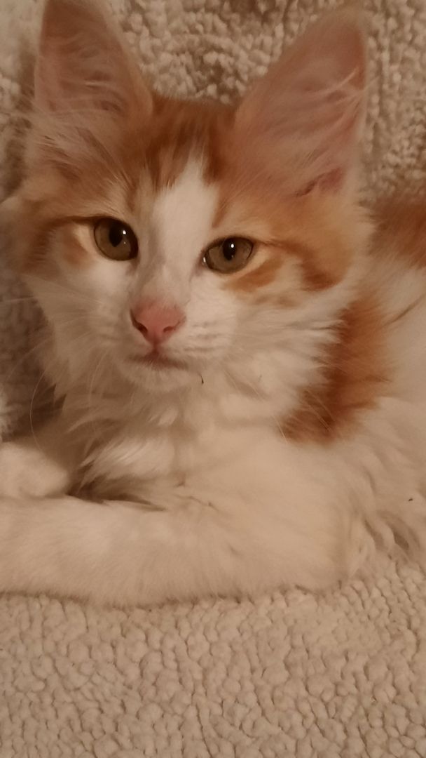 Reinrassige Türkisch Angora Kitten Reinrassige Türkisch Angora Kitten