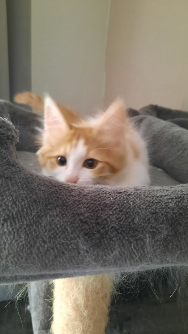 Reinrassige Türkisch Angora Kitten Reinrassige Türkisch Angora Kitten