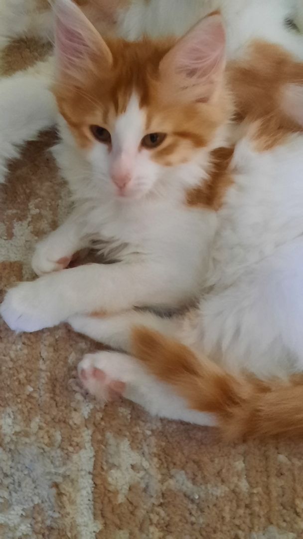 Reinrassige Türkisch Angora Kitten Reinrassige Türkisch Angora Kitten