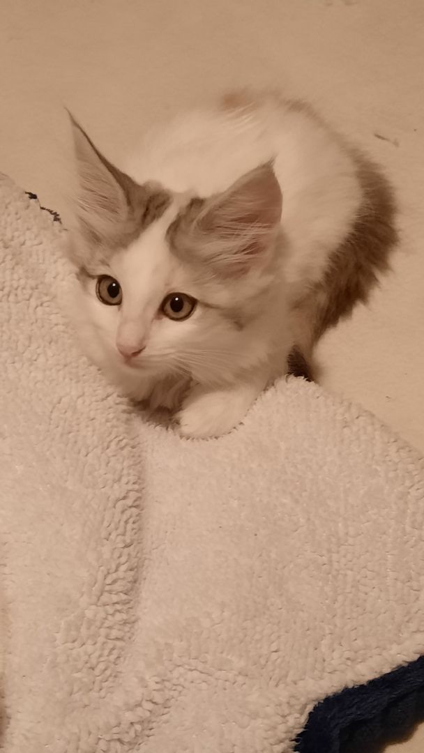 Reinrassige Türkisch Angora Kitten Reinrassige Türkisch Angora Kitten