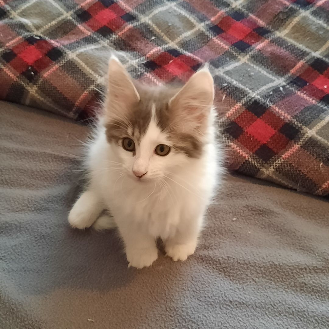 Reinrassige Türkisch Angora Kitten Reinrassige Türkisch Angora Kitten