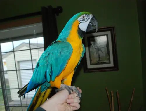 Blauer und gelber Ara-Papagei
