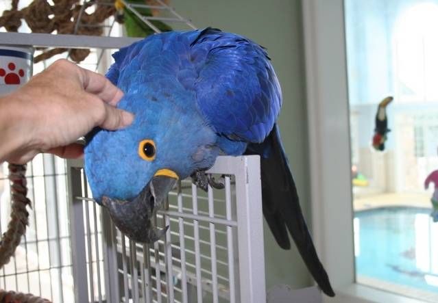 Hyazinth ara papagei