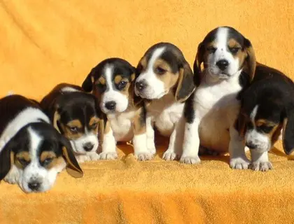 Beagle Welpen