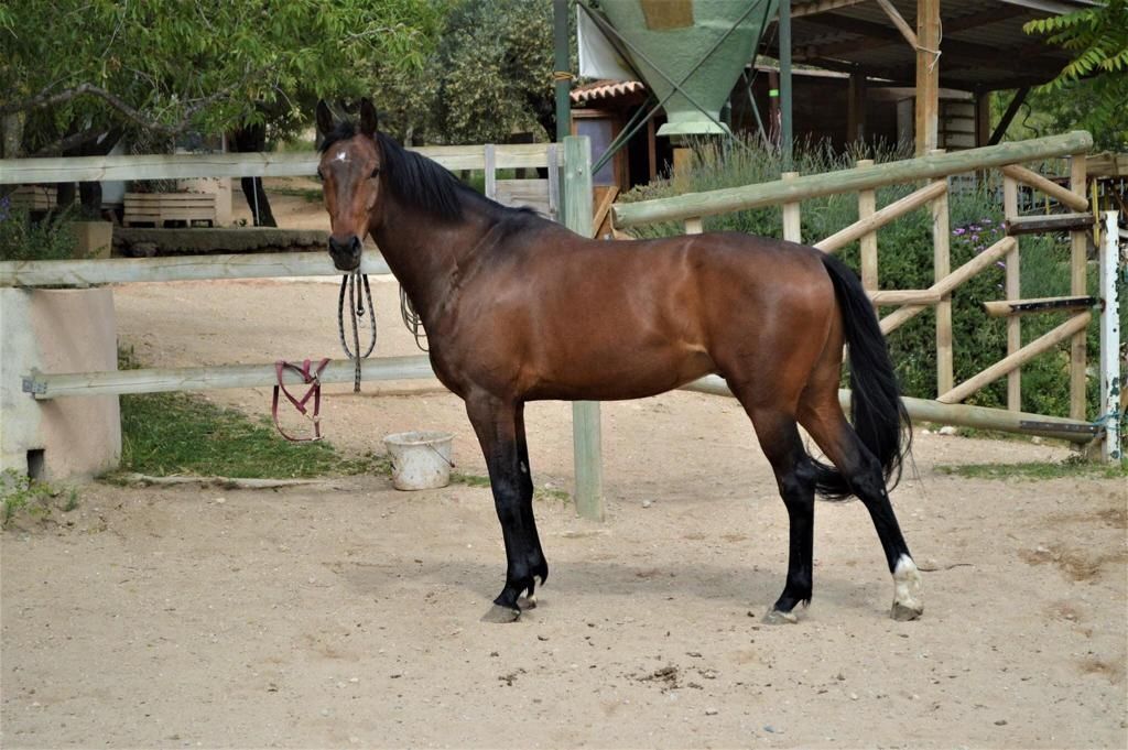 Hannoveraner Wallach