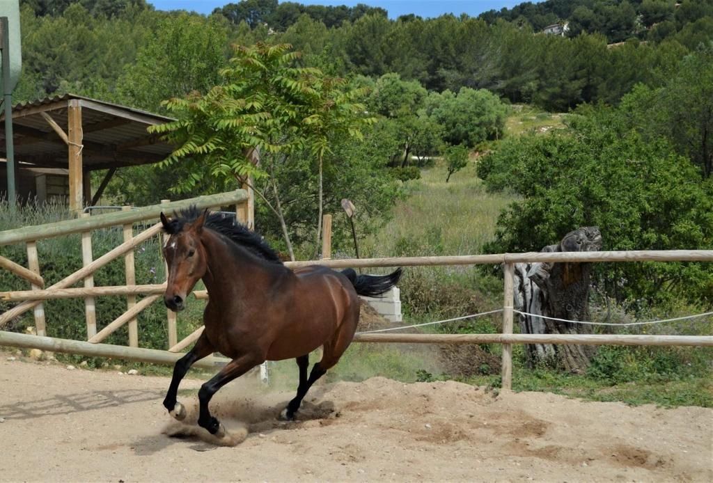 Hannoveraner Wallach