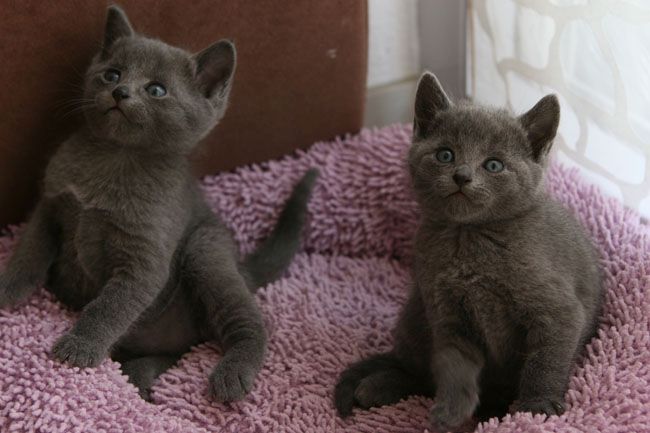Reinrassige Russisch Blau Kitten mit Stammbaum