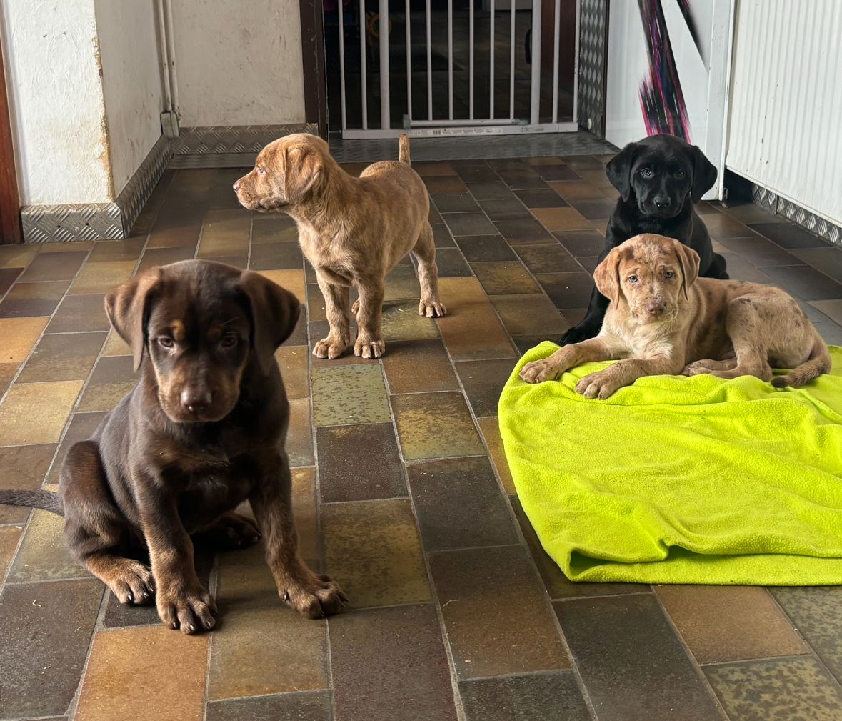 Labrador Welpen mit Ahnentafel Labrador Welpen mit Ahnentafel