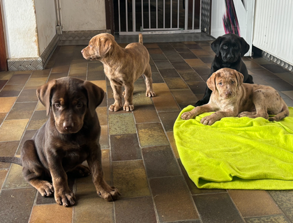 Labrador Welpen mit Ahnentafel