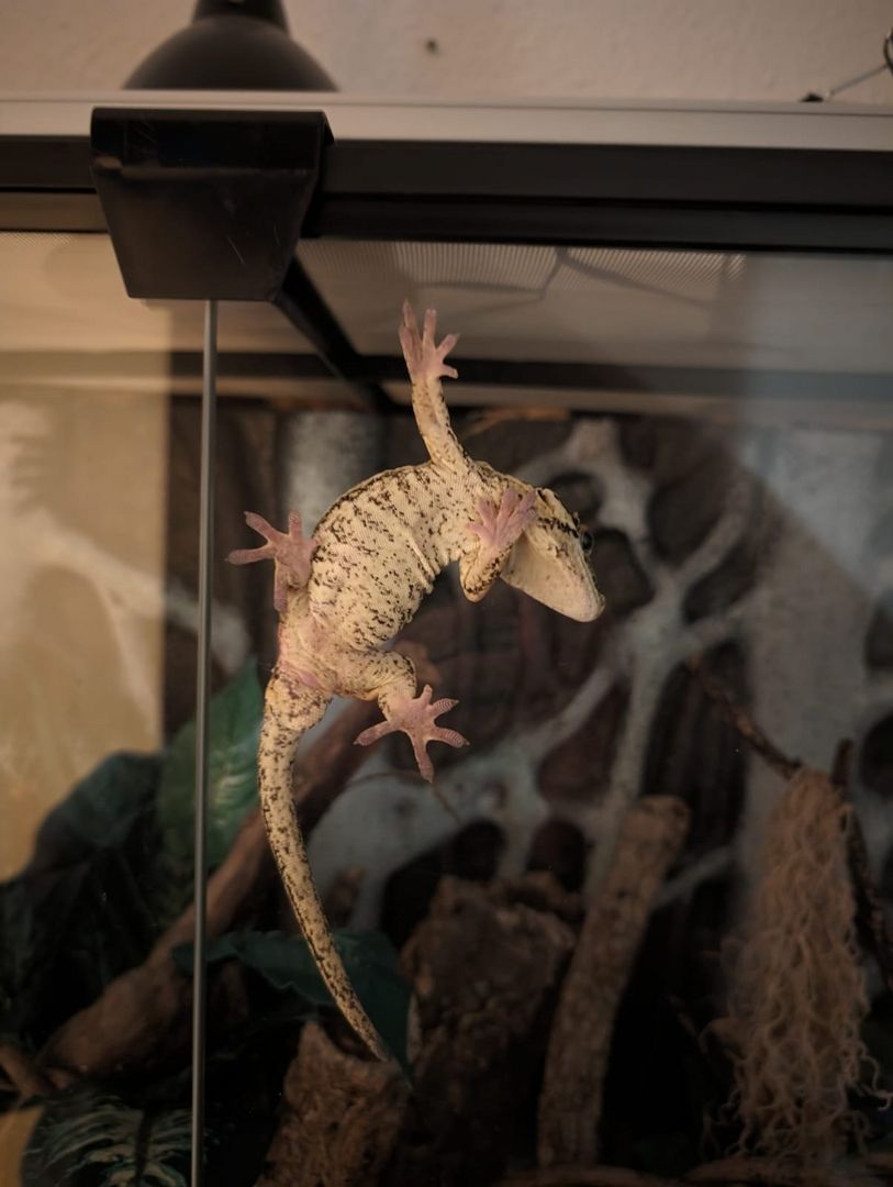 Gargoylegecko 1.0 Adult Gargoylegecko 1.0 Adult
