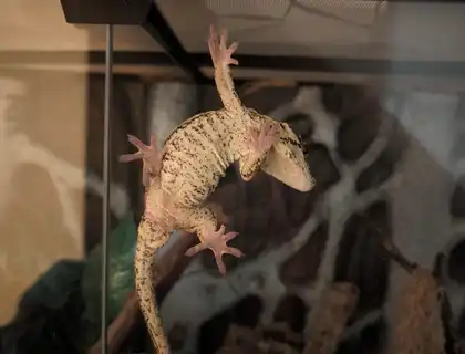 Gargoylegecko 1.0 Adult