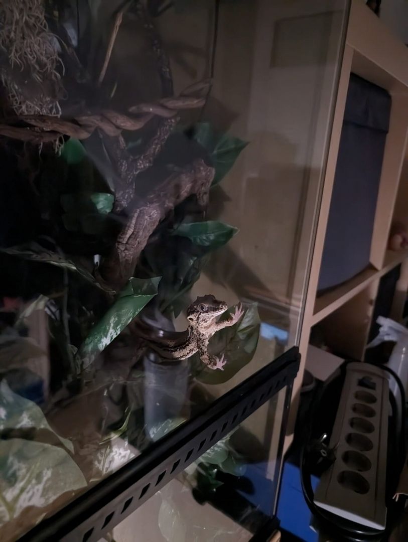 Gargoylegecko 1.0 Adult Gargoylegecko 1.0 Adult